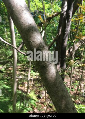 Arbre de Tun (Toona sinensis) Banque D'Images