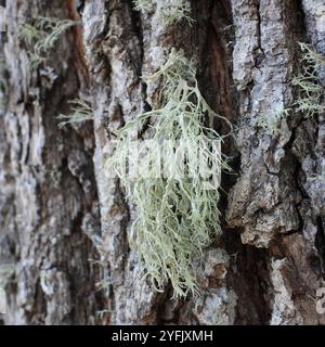 Lichen cartilagineux (Ramalina farinacea) Banque D'Images