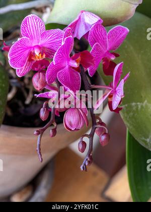 Fleurs et bourgeons d'orchidée mauve rose Moth avec des veines violettes plus foncées dans un motif rayé sur des pétales en fleur dans un pot en terre cuite, Sub tropical NSW Australia Banque D'Images