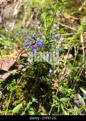 Marie géante aux yeux bleus (Collinsia grandiflora) Banque D'Images