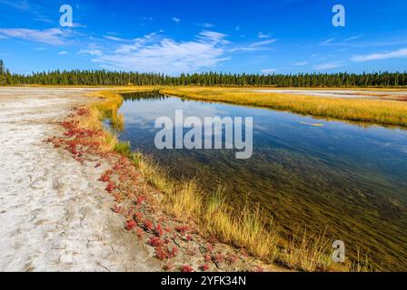 Des herbes tolérantes au sel et du saphir rouge (Salicornia rubra) poussent le long des rives de la rivière Salt dans le parc national Wood Buffalo Banque D'Images