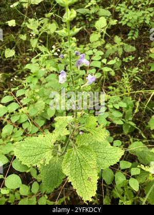 Calotte crânienne à feuilles de cœur (Scutellaria ovata) Banque D'Images