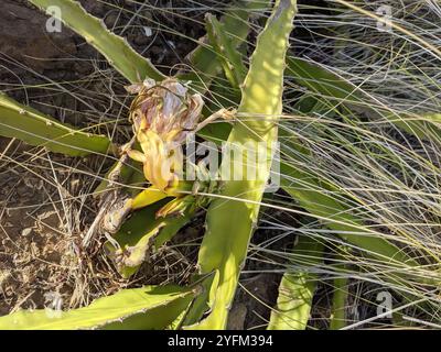 Cereus à floraison nocturne (Selenicereus undatus) Banque D'Images