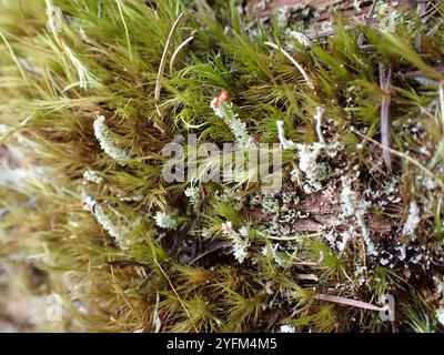 Soldats jouets (Cladonia bellidiflora) Banque D'Images