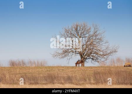 Âne pâturant près d'un arbre dans le paysage rural de Deliblato, Serbie. L'image met en évidence des aspects de l'agriculture serbe et de l'environnement naturel Banque D'Images