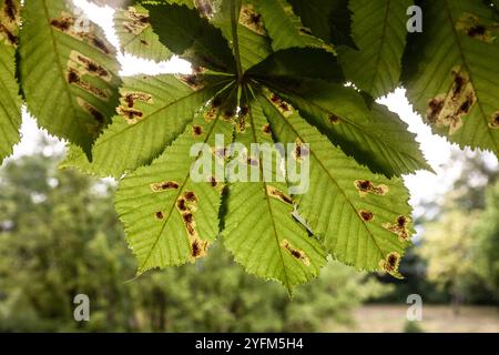 Un gros plan d'une feuille de châtaignier de cheval (Aesculus hippocastanum) contaminée par le ravageur des mineurs de feuilles de châtaignier de cheval (Cameraria ohridella), mettant en évidence th Banque D'Images