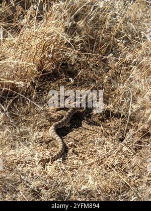 Crotale mouchetée du sud-ouest (Crotalus pyrrhus) Banque D'Images