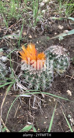 Cactus à mamelons rainurés (Coryphantha sulcata) Banque D'Images