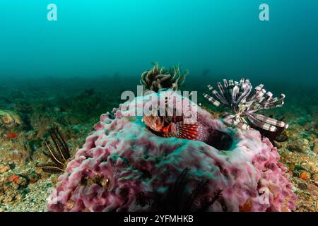 Un poisson-lion rayé rouge blanc noir éclatant repose sur un corail dur coloré sur un fond clair et propre Banque D'Images