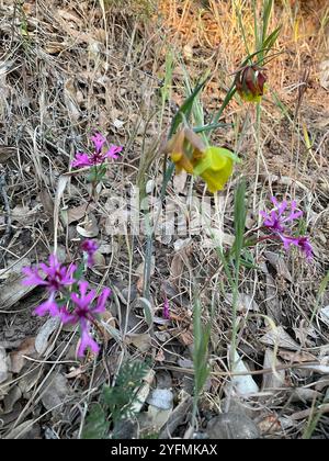 Rubans rouges (Clarkia concinna) Banque D'Images