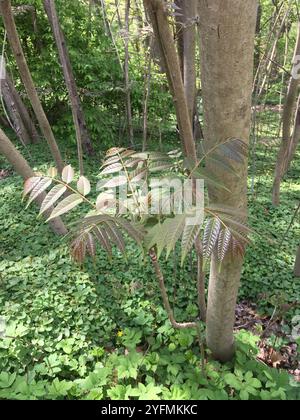 Arbre de Tun (Toona sinensis) Banque D'Images