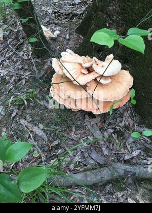 Poulet des bois à pores blancs (Laetiporus cincinnatus) Banque D'Images