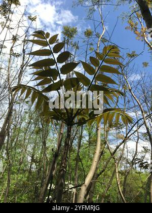Arbre de Tun (Toona sinensis) Banque D'Images