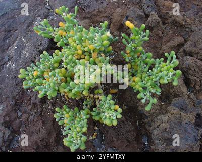 Câpres de haricots des Canaries (Tetraena fontanesii) Banque D'Images