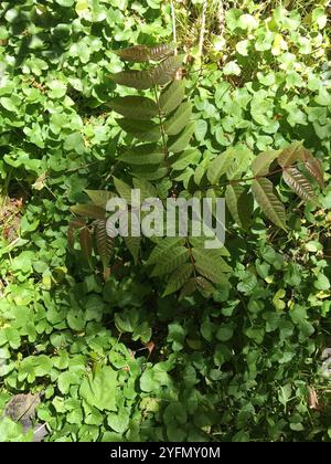 Arbre de Tun (Toona sinensis) Banque D'Images