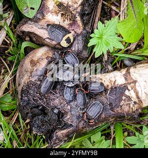 Chat Carrion Beetle (Oiceoptoma noveboracense) Banque D'Images