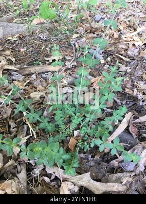 Paillette de lit de réglisse (Galium circaezans) Banque D'Images