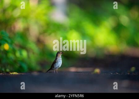 Oiseau, Québec, Canada, Parc national Banque D'Images