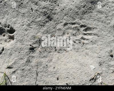 Otter africaine sans griffes (Aonyx capensis) Banque D'Images