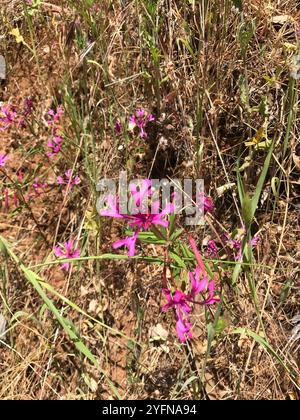 Rubans rouges (Clarkia concinna) Banque D'Images