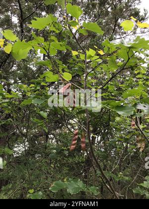 Rougeole du Texas (Cercis canadensis texensis) Banque D'Images