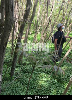 Arbre de Tun (Toona sinensis) Banque D'Images