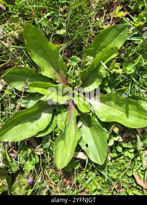 Plantain américain (Plantago rugelii) Banque D'Images
