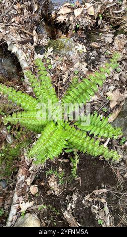 Fougère housienne de Braun (polystichum braunii) Banque D'Images