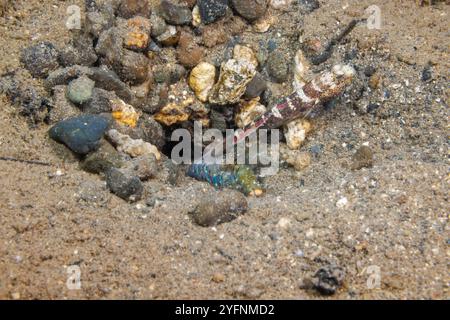 Le gobie de crevettes bleues, Cryptocentrus caeruleomaculatus, vit en symbiose avec une crevette aveugle, Alpheus sp. Comme illustré h Banque D'Images