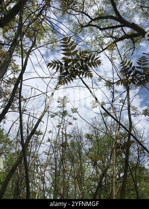 Arbre de Tun (Toona sinensis) Banque D'Images