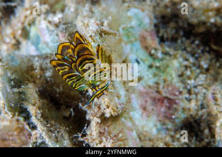 La limace noire et dorée de sapsuccion, Cyerce nigricans, versera des cerata pour éviter la prédation. Guam, Micronésie, Îles Mariannes, mer des Philippines. Banque D'Images