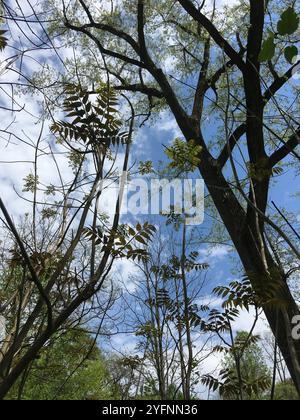 Arbre de Tun (Toona sinensis) Banque D'Images