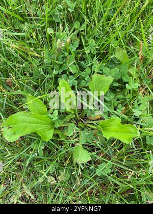 Plantain américain (Plantago rugelii) Banque D'Images