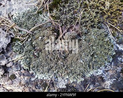 Bouclier rocheux poivré (Xanthoparmelia conspersa) Banque D'Images