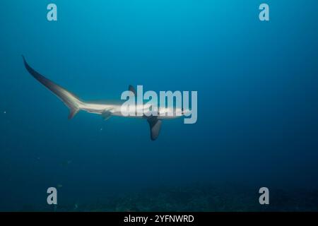 Il y a trois espèces de requins renards toutes caractérisées par la forme allongée sans lobes supérieurs de leur nageoire caudale. Celui-ci, le battage pélagiques Banque D'Images