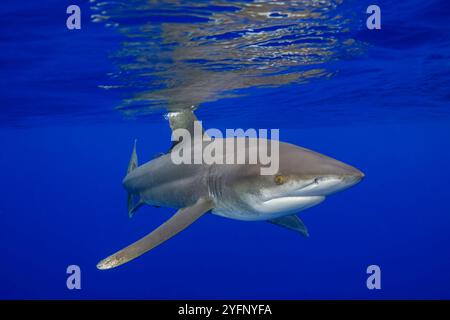 Requin blanc océanique femelle, Carcharhinus longimanus, plusieurs kilomètres au large de la Grande île en plein océan, Hawaï. Banque D'Images