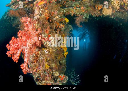 Un plongeur (MR) explorant l'épave USAT Liberty incrustée de corail, Tulamben, Bali, Indonésie, Océan Pacifique. Banque D'Images