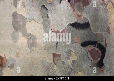 Gros plan de l'écorce de platane dans des couleurs de camouflage Banque D'Images