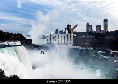 Mouettes survolant Niagara Falls, New York Banque D'Images