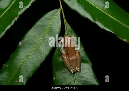 Rhacophorus lateralis est une grenouille rhacophoride endémique des Ghâts occidentaux en Inde du Sud. Il a plusieurs noms communs : petite grenouille d'arbre. Banque D'Images