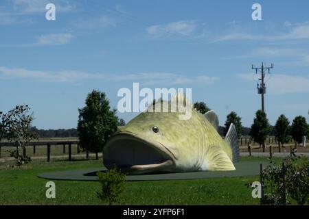 Arcadia, Victoria, Australie, 5 novembre 2024 ; Big Things Australia, le modèle de 16 mètres de l'emblématique morue Murray à l'écloserie autochtone Arcadia. Banque D'Images