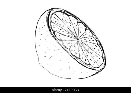 Illustration, contour d'un citron sur un fond blanc isolez. Illustration du jeu d'icônes de ligne de citron. Dessiné à la main contour d'agrumes entiers avec peeling et natur Banque D'Images