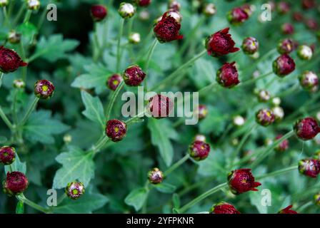 Une photo en gros plan d'une fleur de chrysanthème rouge éclatante, mettant en valeur ses pétales complexes et ses couleurs vives sur un arrière-plan légèrement flou. Banque D'Images