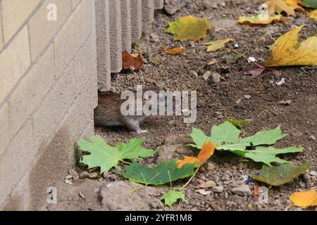 Rat brun (rattus norvegicus) regardant dehors et rampant sous la clôture d'un site de décharge, feuilles d'automne colorées tout autour, arrière-plan flou Banque D'Images