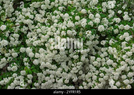 Fleurs blanches de spirée sur les branches d'un buisson dans le jardin au printemps. Arrière-plan de la nature. Bannière Web. Banque D'Images