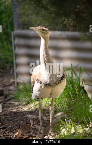 Le Bustard australien est l'un des plus grands oiseaux d'Australie. C'est un oiseau principalement brun-gris, tacheté avec des marques sombres, avec un col pâle et CR noir Banque D'Images