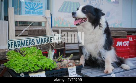 Ma frontière collie, Dale-chan, prenant une pause joyeuse à une aire de repos en bord de route le long de la route 134, à environ 400 mètres (1 300 pieds) à l'ouest de Zushi, Kanagawa Banque D'Images