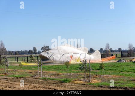 Arcadia, Victoria, Australie, 12 août 2024 ; la construction de la plus grande morue Murray du monde à 16 mètres avant d'être peinte. Banque D'Images