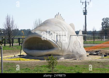 Arcadia, Victoria, Australie, 12 août 2024 ; la construction de la plus grande morue Murray du monde à 16 mètres avant d'être peinte. Banque D'Images