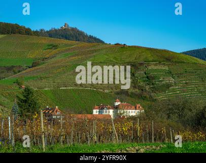 Le magnifique vignoble Schloss Neuweier entre Sinzheim et Buehl. Baden Wuerttemberg, Allemagne, Europe Banque D'Images